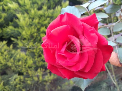 گل سرخ ویلایی در نوشهر - 1399/07/24
