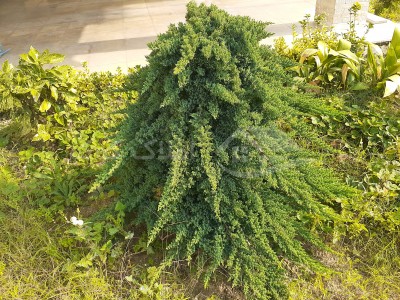 کاج ستاره ای ویلایی نوشهر - 1399/08/15
